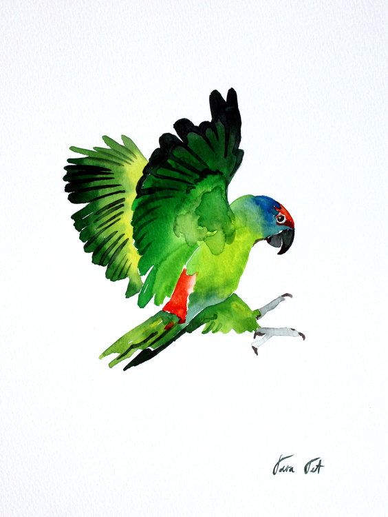 564x750 Parakeet