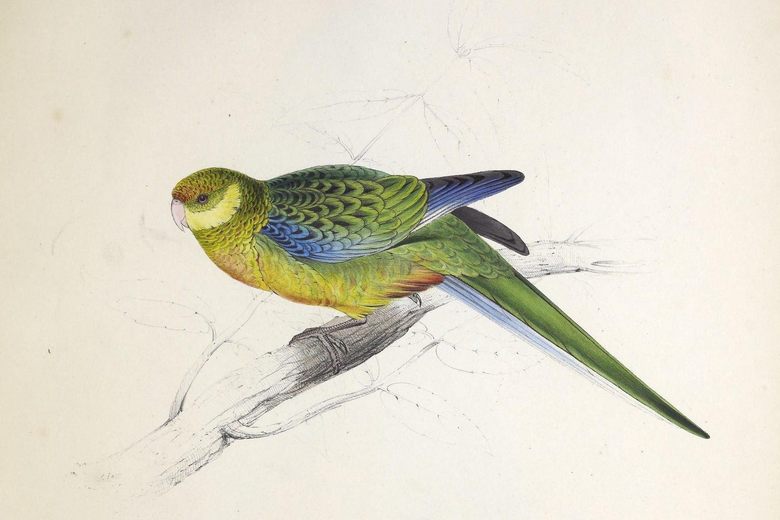 780x520 Before Edward Lear Was A Limerick Genius, He Was A Teenage Parrot