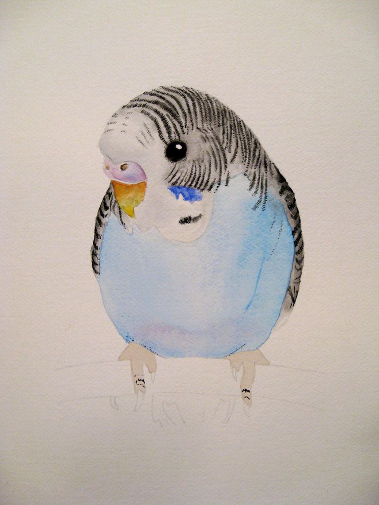 768x1024 Watercolor Parakeet Birds Parakeets And Watercolor