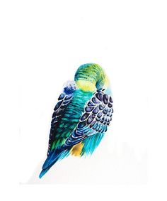 236x283 Parakeet Pets Parakeets, Watercolor And Budgies