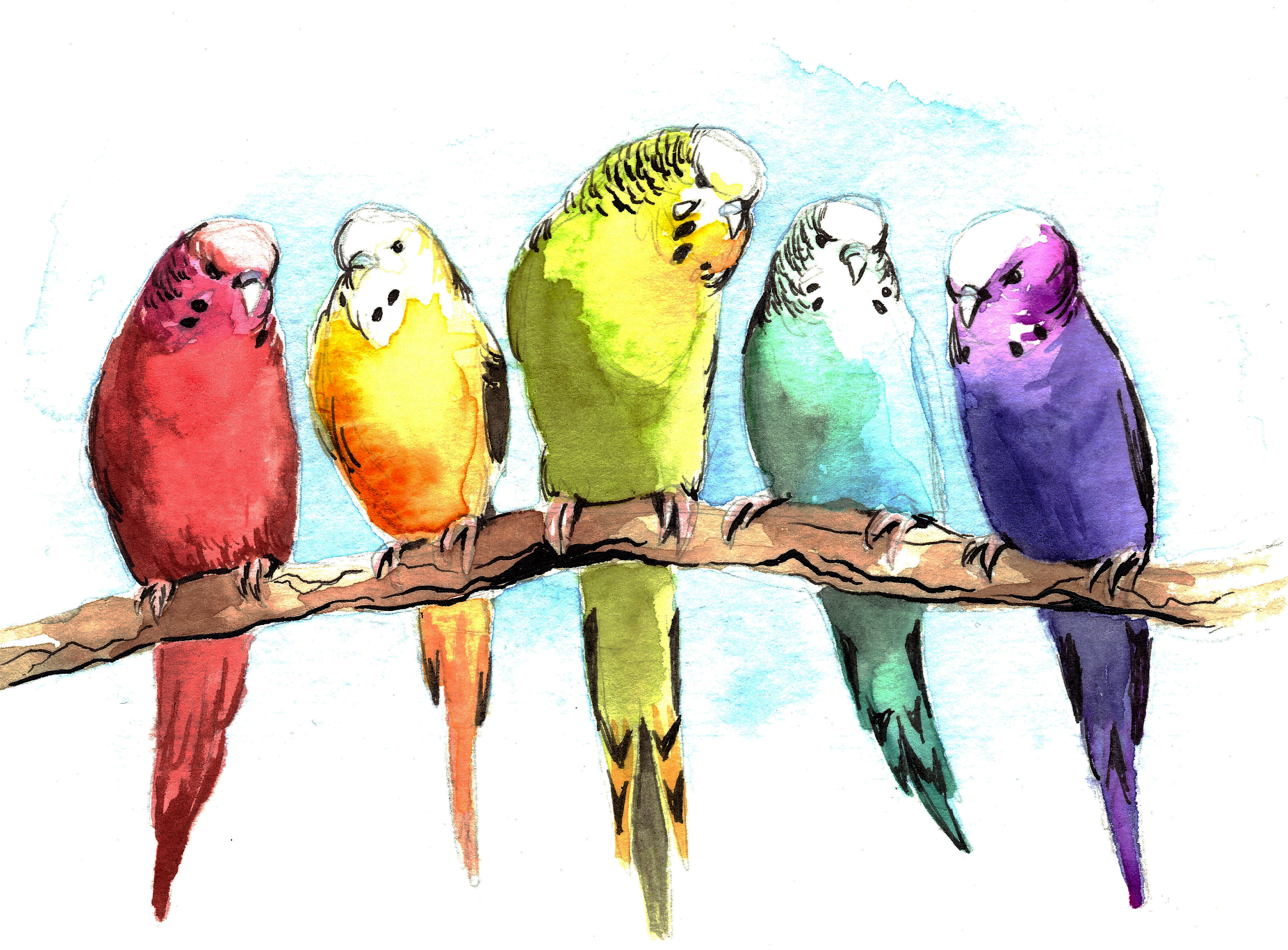 4065x2999 Parakeet Watercolor