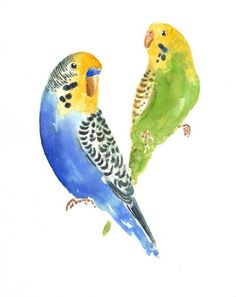 236x297 Watercolor Parakeets Saturday, March 10, 2012 Birds