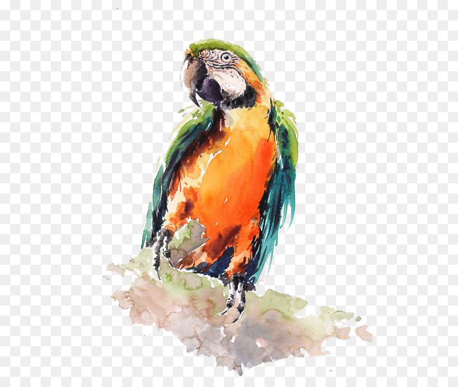 900x760 Bird Parrot Watercolor Painting Drawing