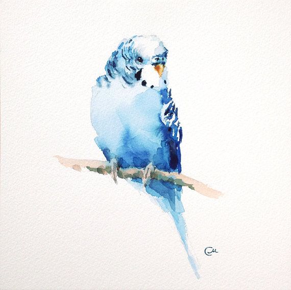 570x568 Budgerigar Parakeet