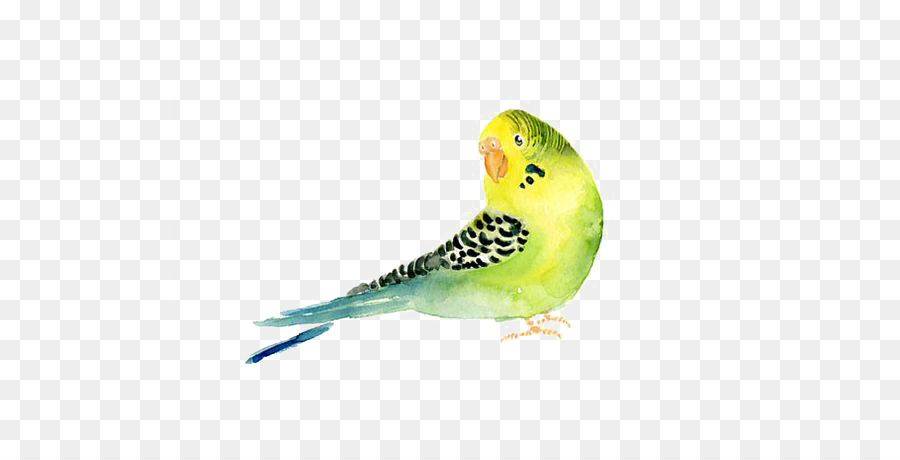 900x460 Budgerigar Parrot Bird Watercolor Painting