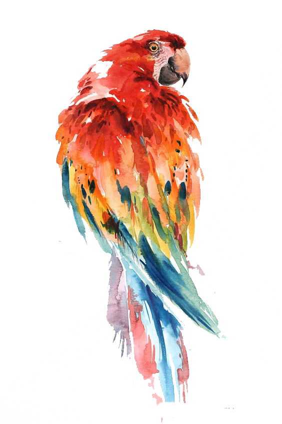 564x847 Collection Of Free Parakeet Drawing Watercolor. Download On Ubisafe