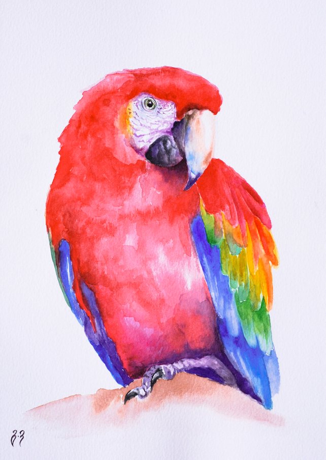 642x904 Parrot Watercolor Red Parrot Painting Tropical Bird Watercolor Etsy