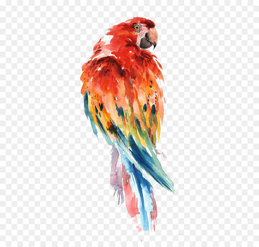 900x860 Parrot Watercolor Painting Bird Drawing Art