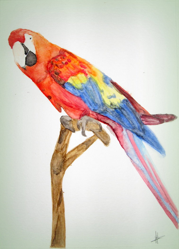 757x1056 Parrot In Watercolour By Ashizmagic