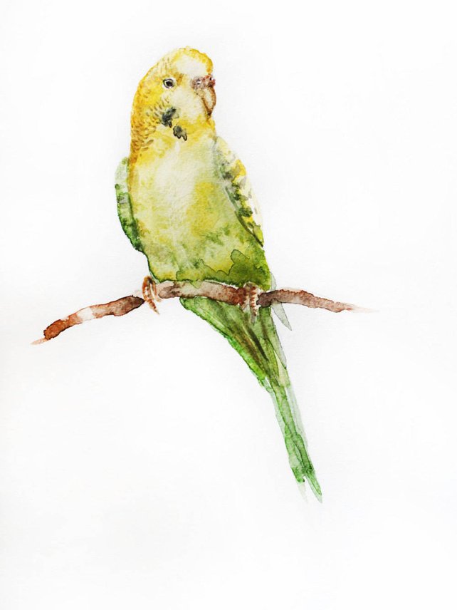 642x856 Parrot Watercolor Original Parrot Bird Watercolor Budgerigar Etsy