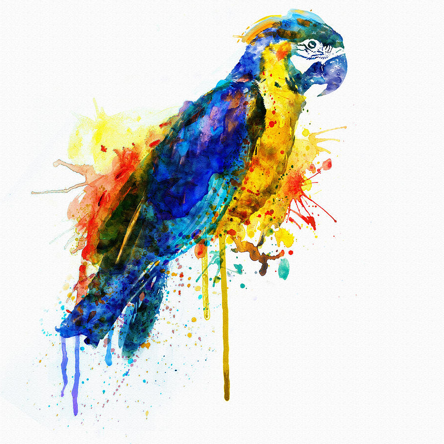 900x900 Watercolor Paintings Of Parrots Parrot Watercolor Paintingmarian