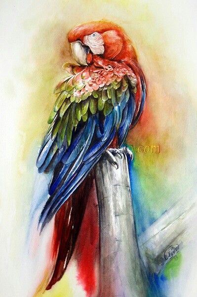399x601 Parrot Watercolor Painting My Paintings ) In 2018