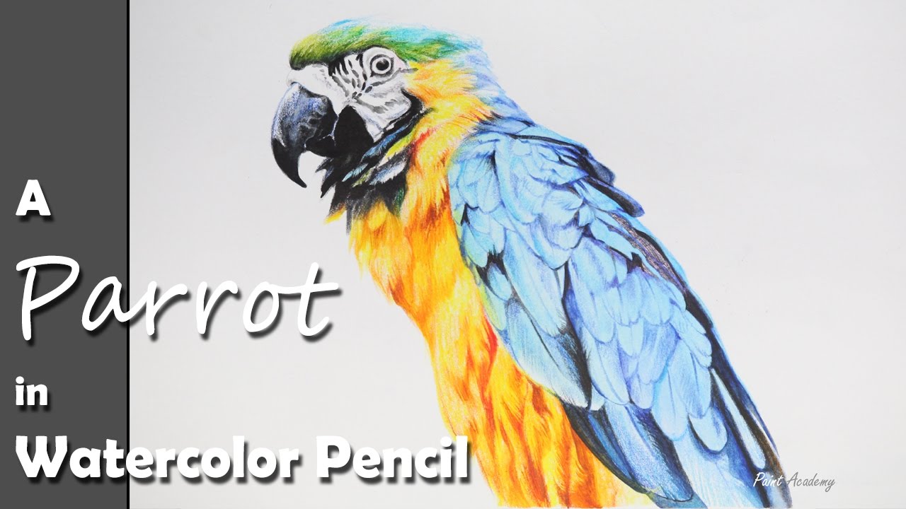 1280x720 How To Paint A Parrot In Watercolor Pencil