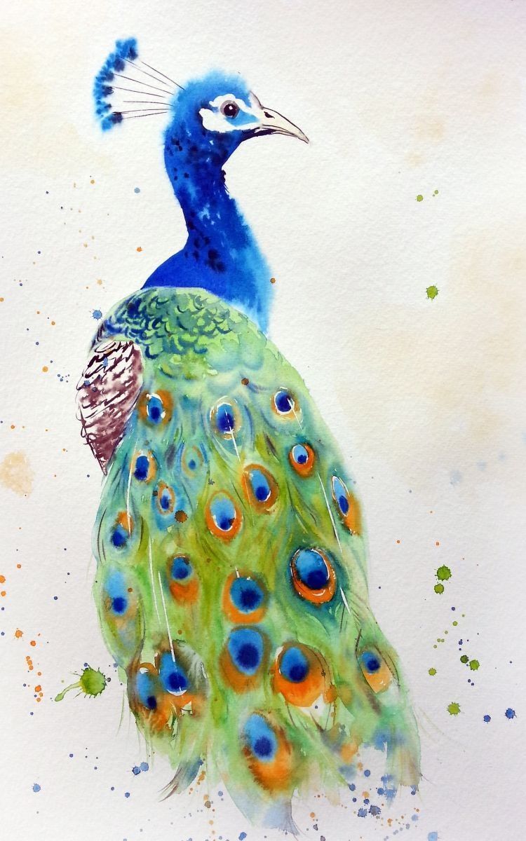 750x1200 Regal Peacock