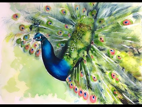 480x360 Watercolor Peacock Painting Demonstration
