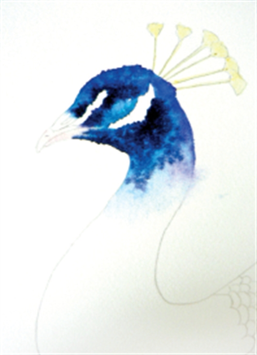 530x731 How To Paint A Peacock In Watercolour With Alison Fennell