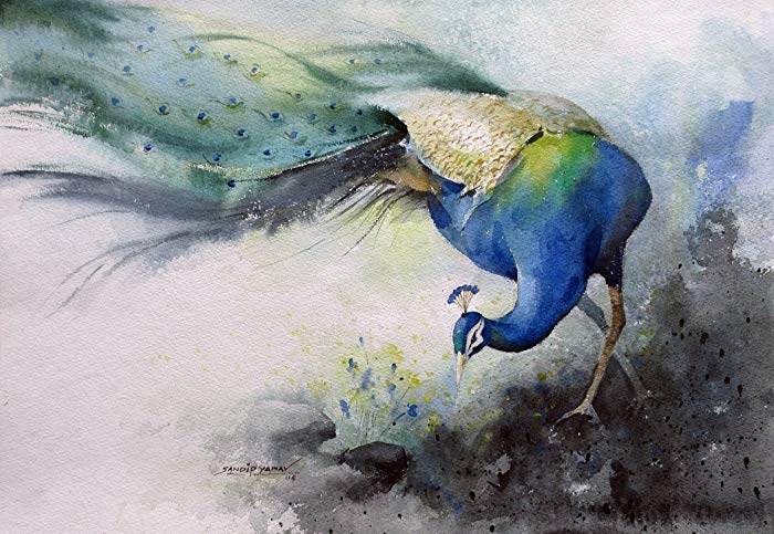 700x483 Peacock (Watercolor Painting By Sandeep Yadav) Sandeep Yadav