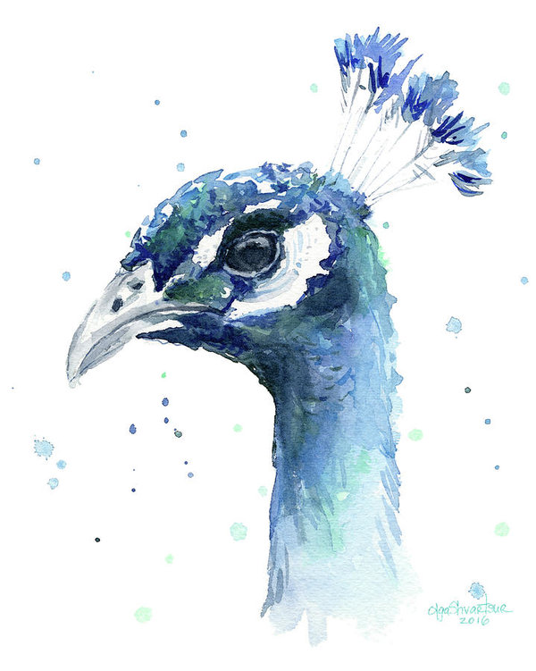 600x751 Peacock Watercolor Art Print By Olga Shvartsur