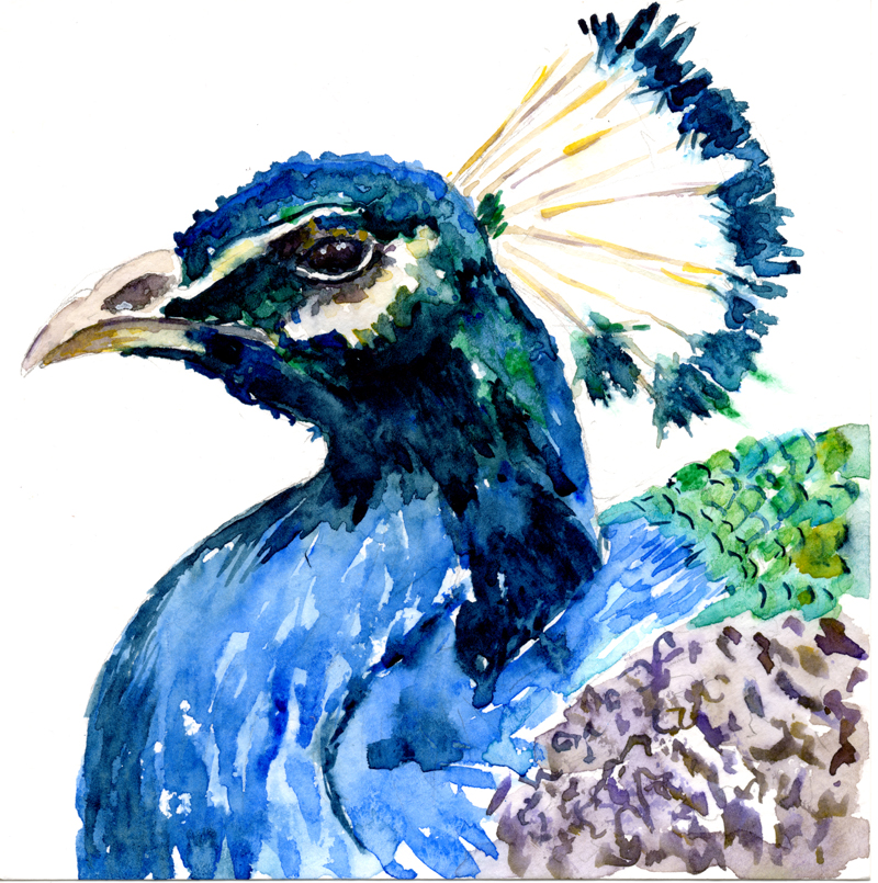 800x805 Peacock Watercolor Painting