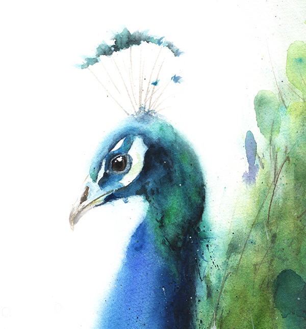 600x646 Peacock Watercolor Print Watercolor Animal Paintings