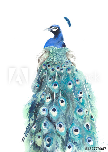 356x500 Peacock Watercolor Painting Illustration Isolated On White