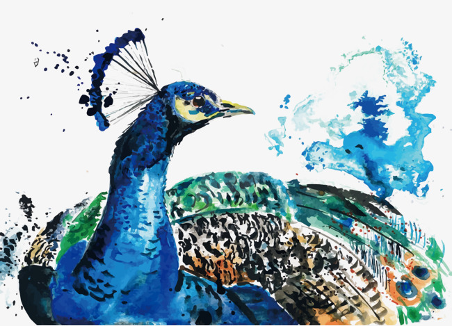 650x469 Vector Watercolor Peacock, Watercolor Vector, Peacock Vector