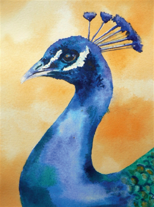 530x712 How To Paint A Peacock In Watercolour With Alison Fennell