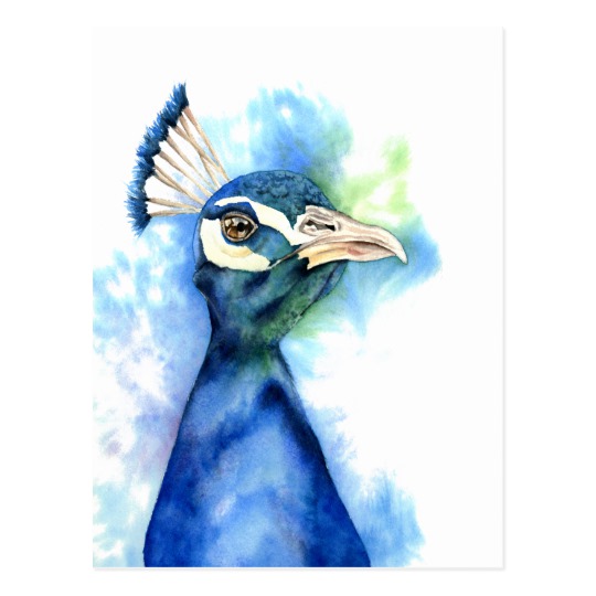 540x540 Peacock Watercolor Painting Postcard