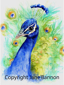 227x300 Watercolour Peacock, Print Of Original Painting, 16 X12 On