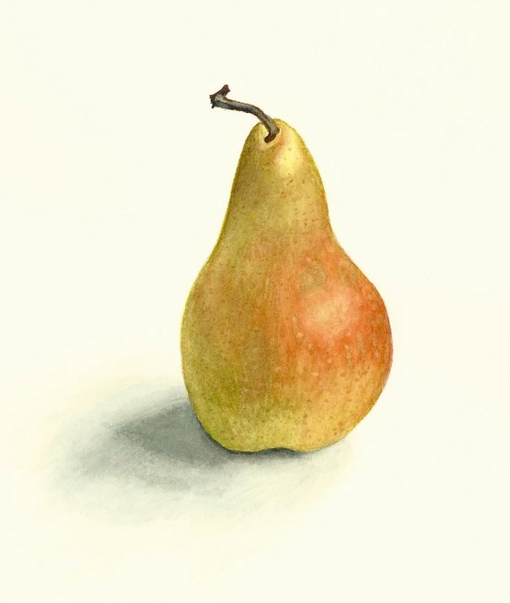 570x674 Original Realistic Pear Watercolor Digital Print 6x8 On Acid Etsy