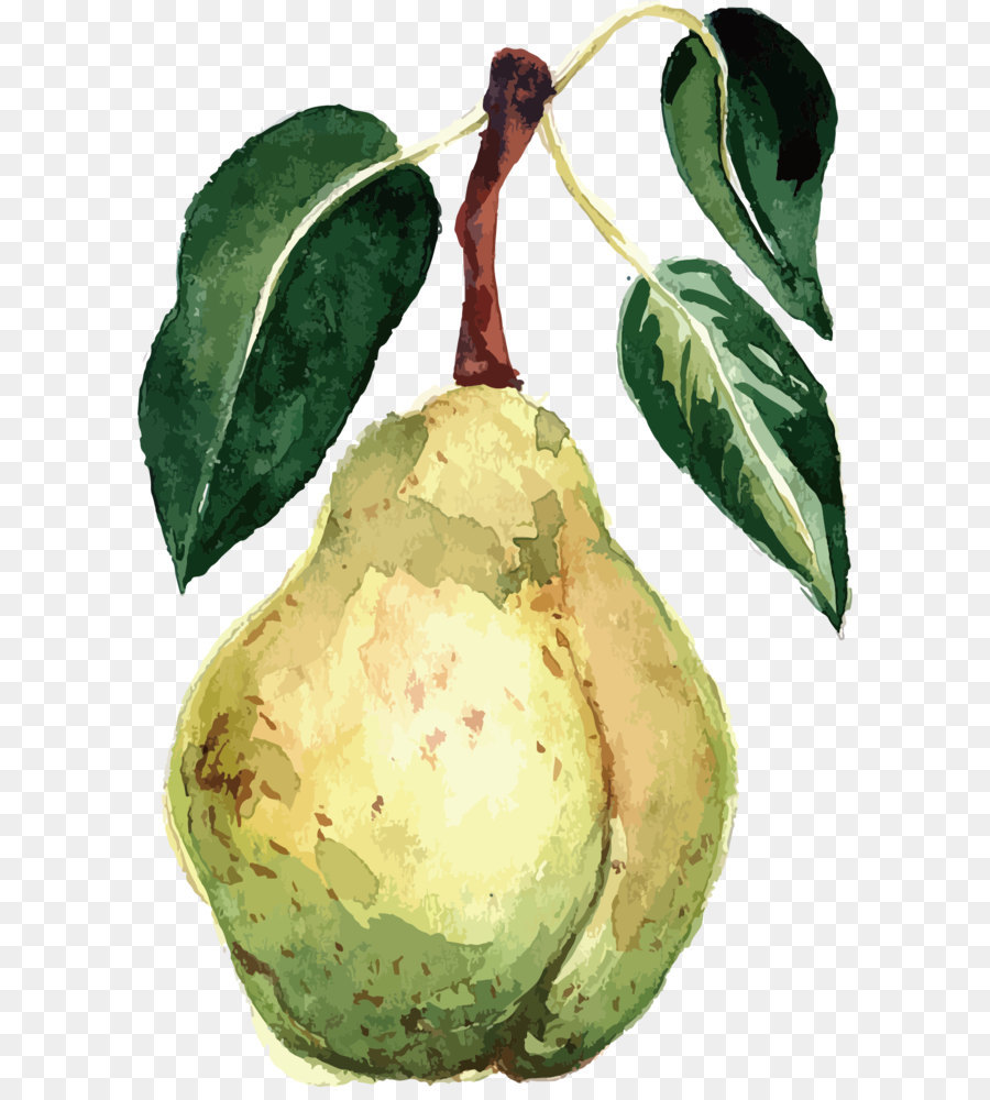 900x1000 Pear Watercolor Painting Fruit Vector Packs