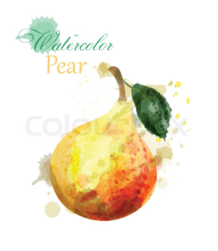 693x800 Pear Watercolor Isolated Vector. Juicy Colorful Fruits