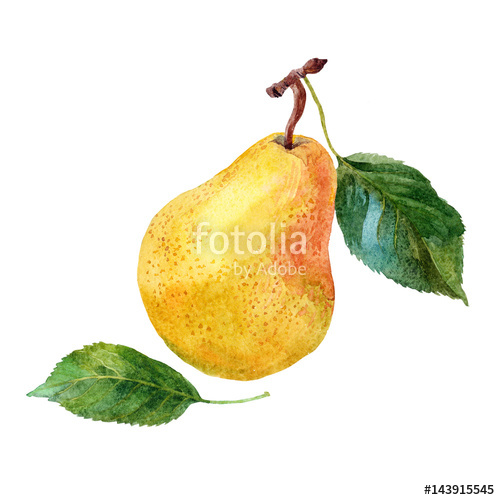 500x500 Pear. Watercolor. Stock Photo And Royalty Free Images On Fotolia