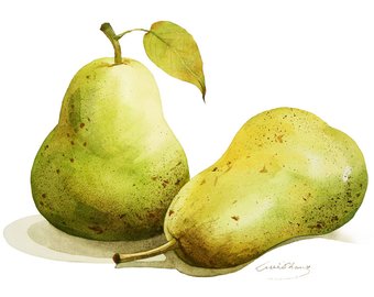 340x270 Pears Watercolor Painting Original Pears Still Life 7 X 10