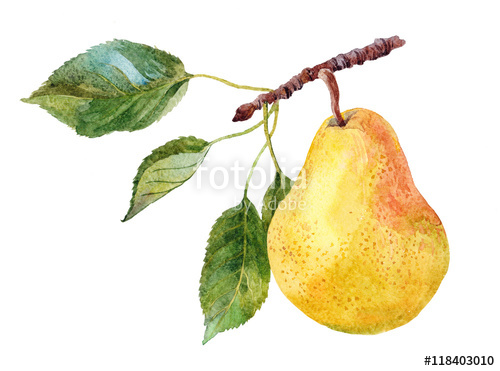 500x371 The Fruit Of Pear On The Tree Branch Watercolor On The White