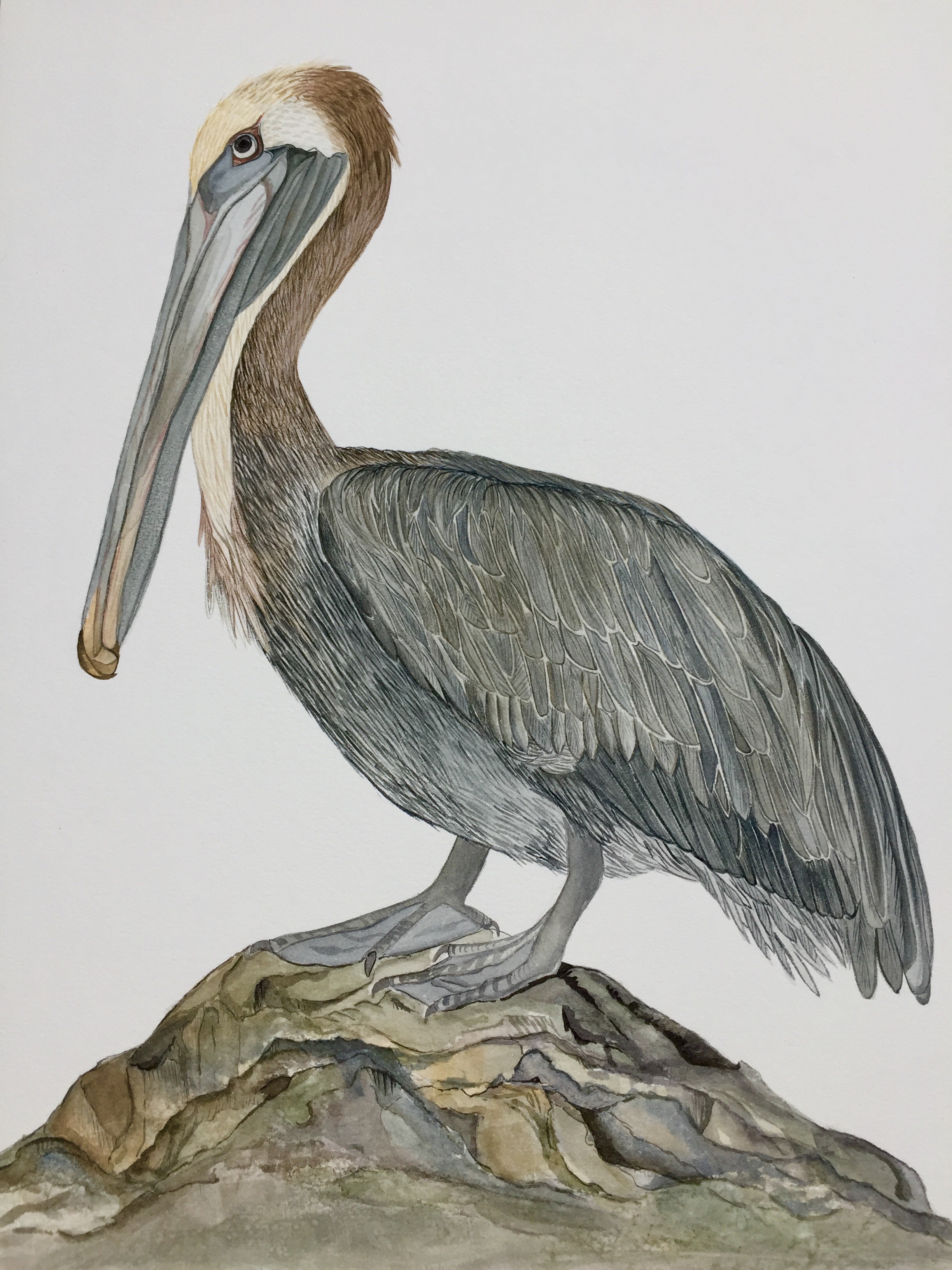 2448x3264 Finished Brown Pelican Watercolor Painting