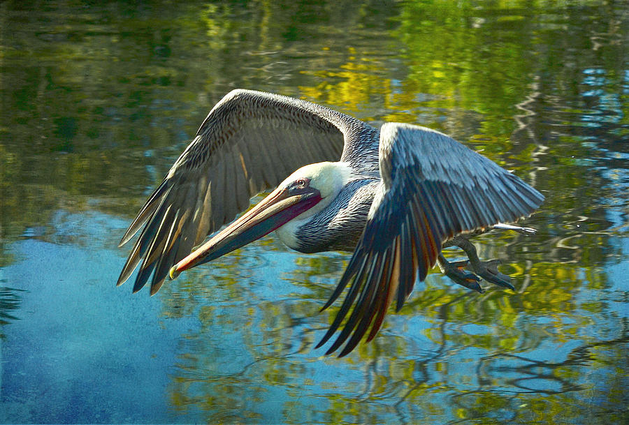 900x609 Pelican Watercolor Photograph By Fraida Gutovich