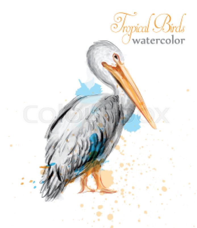 693x800 Pelican Watercolor Vector. Tropic Colorful Bird Illustration