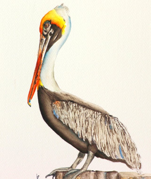 642x759 Pelican Watercolor Painting Bird Art Florida Pelican Etsy