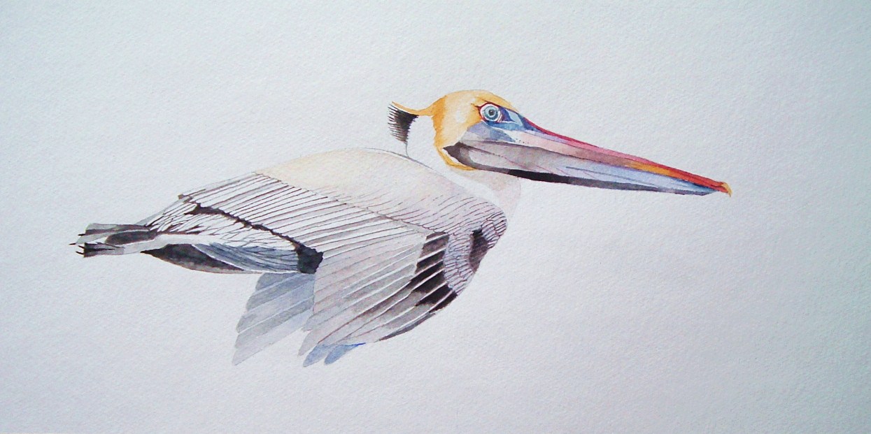 1245x621 Tom Bose Watercolors Brown Pelican In Flight Watercolor