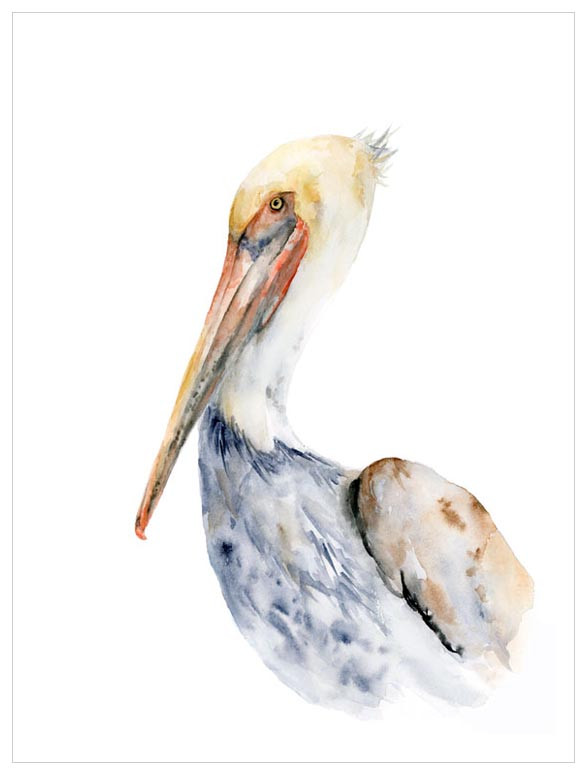 587x775 Watercolor Pelican, Beach Amp Ocean Canvas Wall Art Greenbox