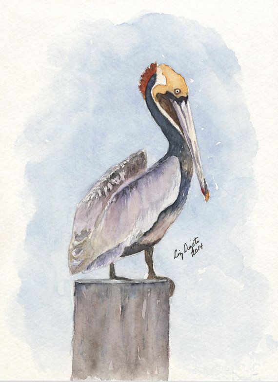 570x784 Brown Pelican Watercolor, Print, Art Amp Collectibles, Wall