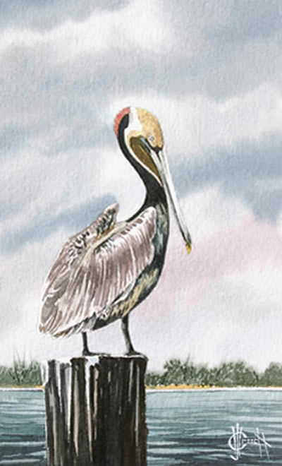 400x660 Brown Pelican
