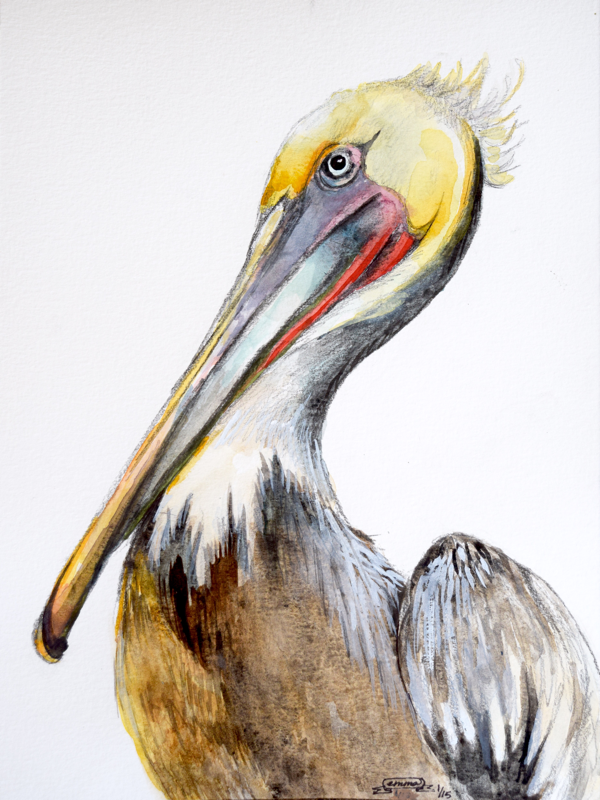 Pelican Watercolor Painting at GetDrawings | Free download