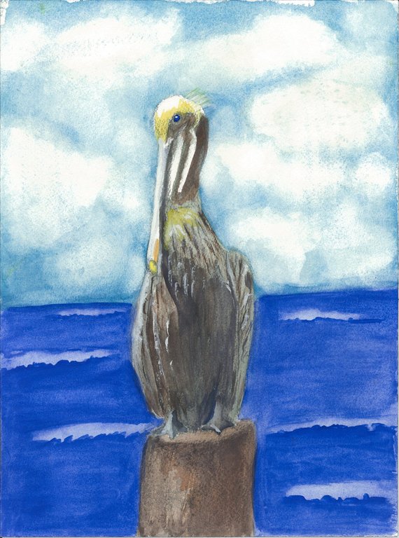 570x768 Pelican Watercolor Painting Pelican Watercolor Print Pelican