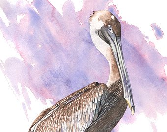 340x270 Pelican Watercolor Etsy