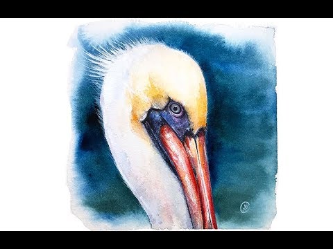 480x360 Watercolor Pelican Painting Tutorial