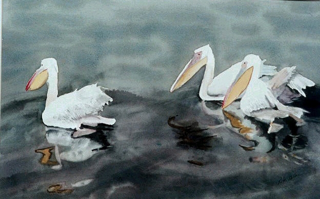 624x389 Watercolor Paintings Of Birds By Rita Sklar