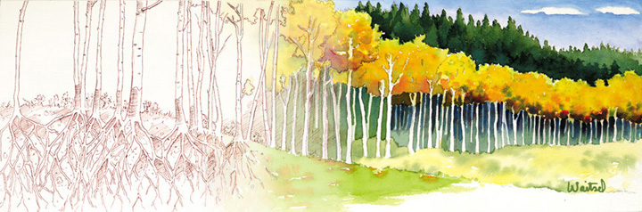 720x238 Aspen Trees
