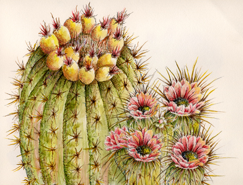 498x380 Barrel Cactus Watercolor Pen Amp Ink Drawing Judy Butler
